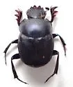 Boreocanthon puncticollis - photo 3
