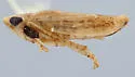 Boreolimnus incisurus - Boreolimnus incisurus