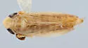Boreolimnus incisurus - photo 2