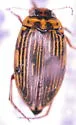 Boreonectes griseostriatus - Boreonectes griseostriatus