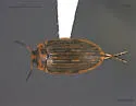 Boreonectes griseostriatus - photo 4