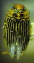 Boreonectes spenceri
