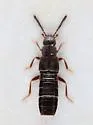 Boreostiba websteri - Boreostiba websteri