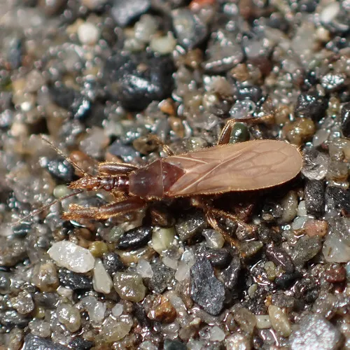 Boreostolus americanus - photo 2