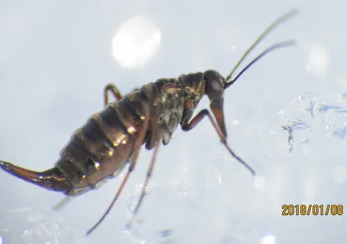 Boreus californicus - photo 3