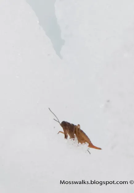 Boreus elegans