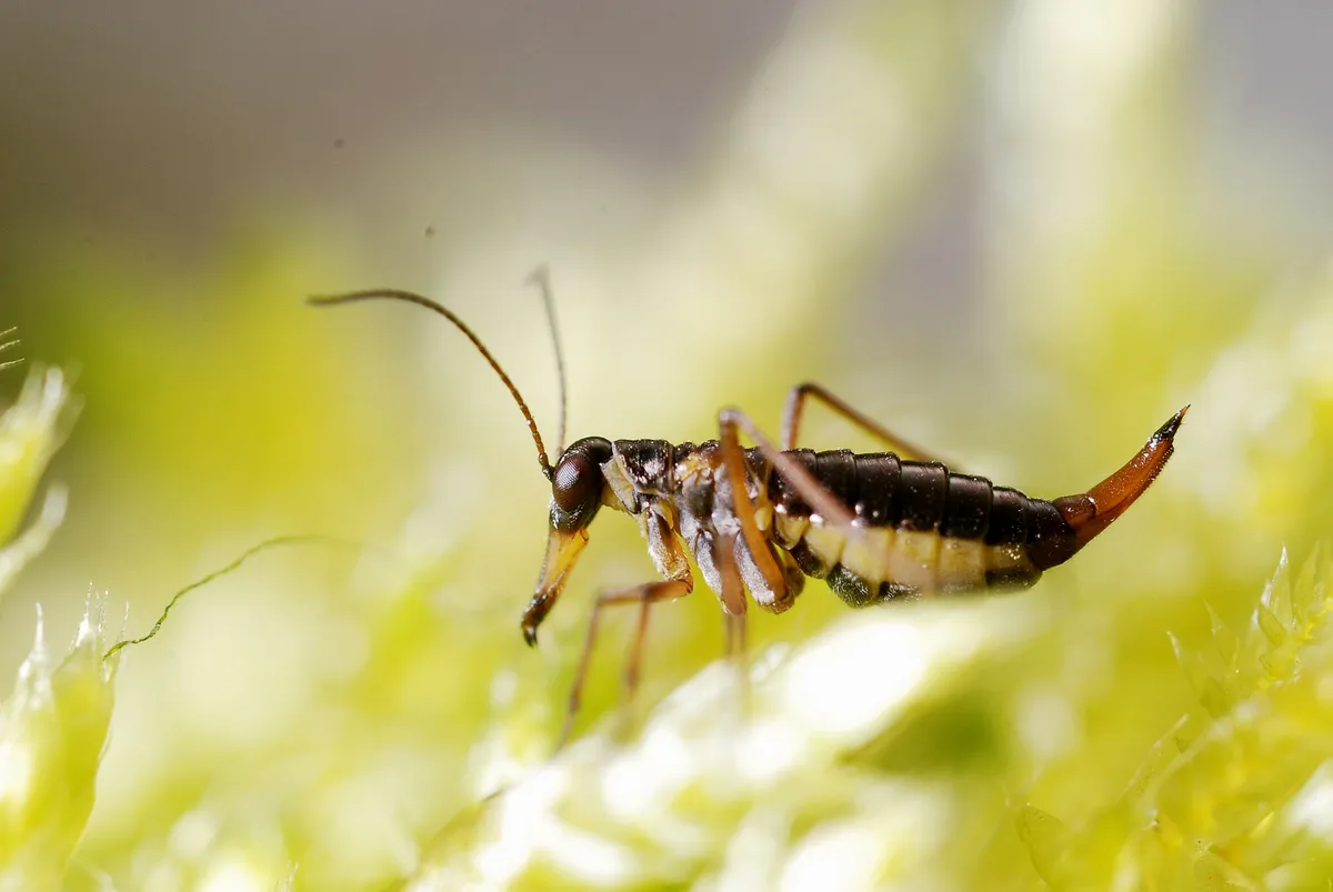 Snow Scorpionfly - photo 3