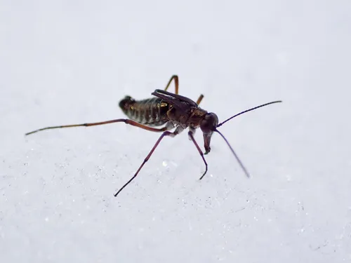 Boreus insulanus
