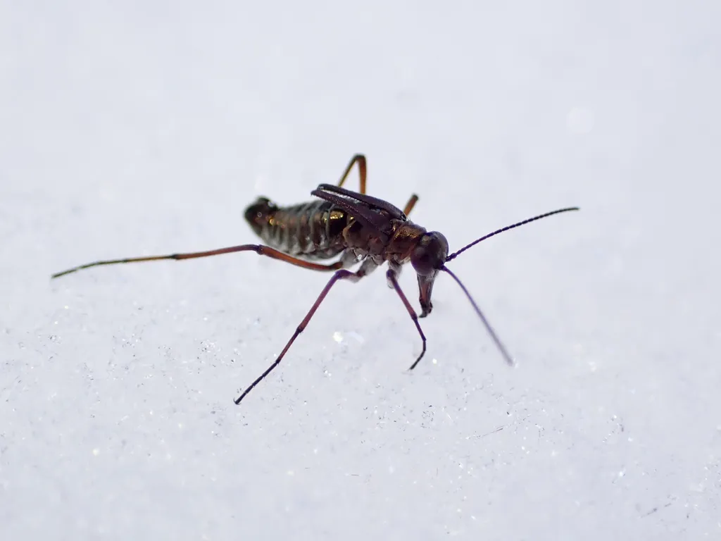 Boreus insulanus - photo 2
