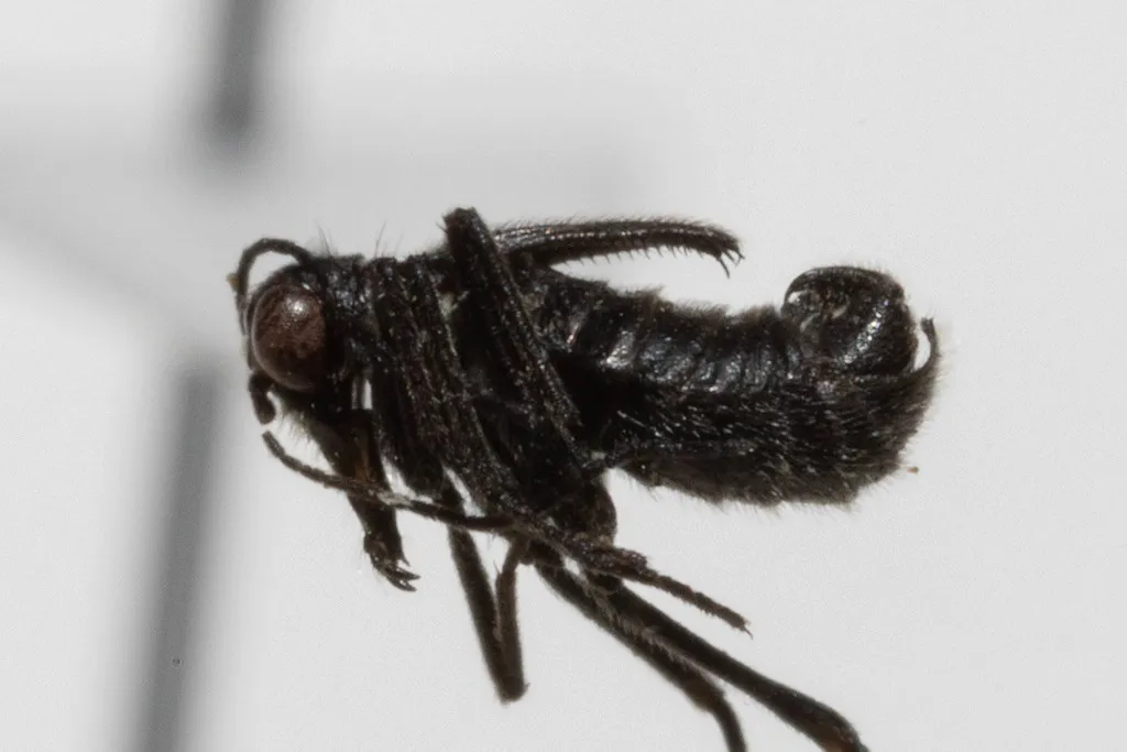 Boreus pilosus - photo 2