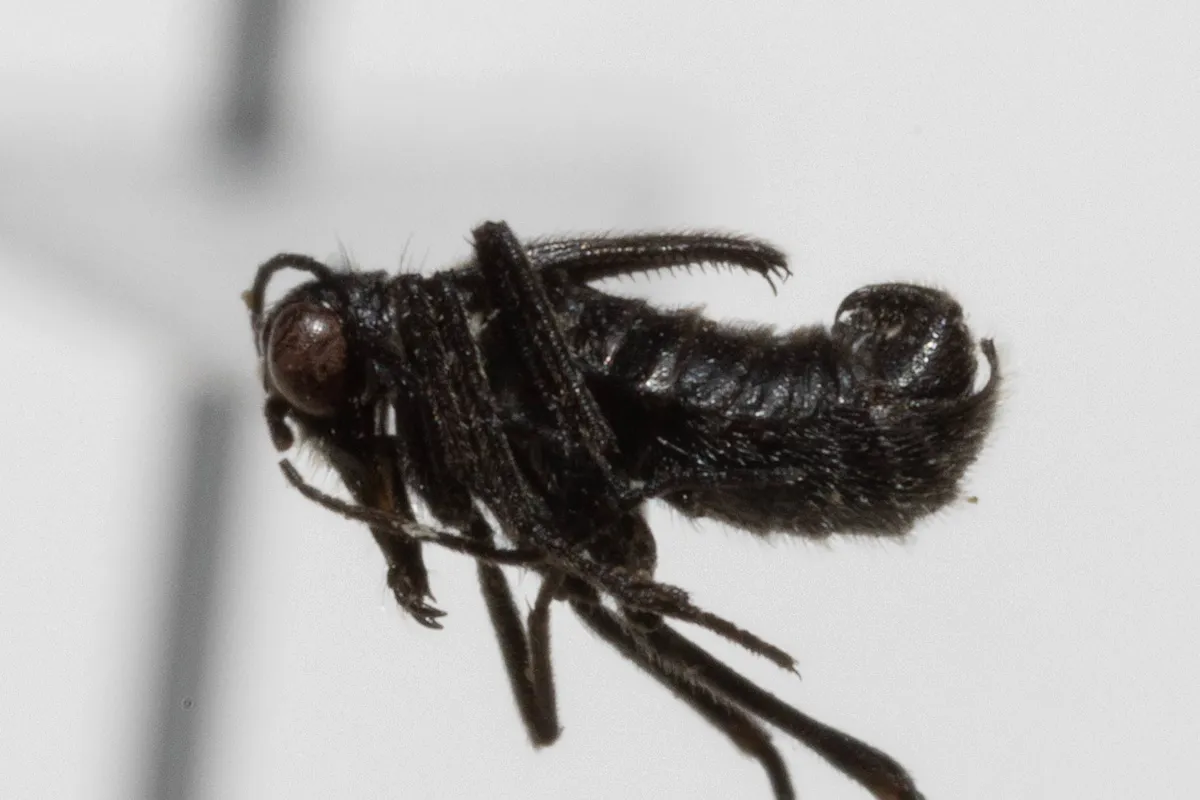 Boreus pilosus - photo 3