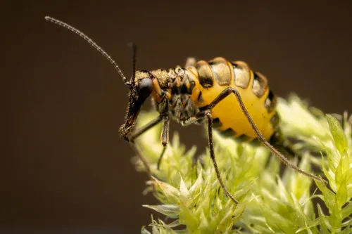 Boreus reductus