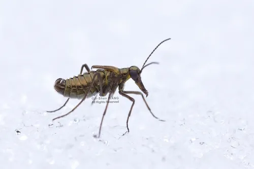 Boreus transiliensis