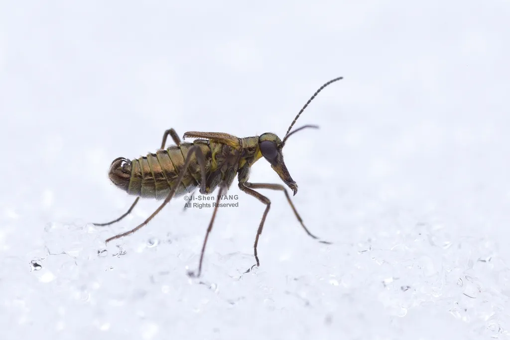 Boreus transiliensis - photo 2