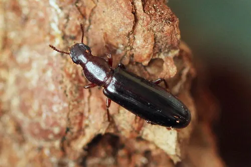 Conifer Bark Beetles - photo 2