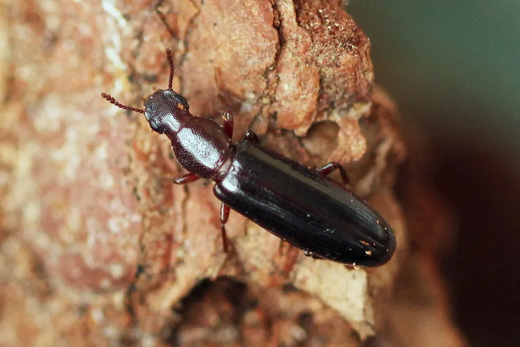 Conifer Bark Beetles - photo 3