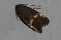 Borkhausenia cf. minutella - Hodges#1061.2