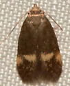 Borkhausenia cf. minutella - Hodges#1061.2 - photo 2
