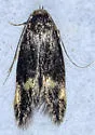 Borkhausenia cf. minutella - Hodges#1061.2 - photo 4
