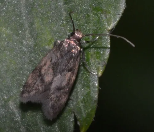 Borkhausenia fuscescens