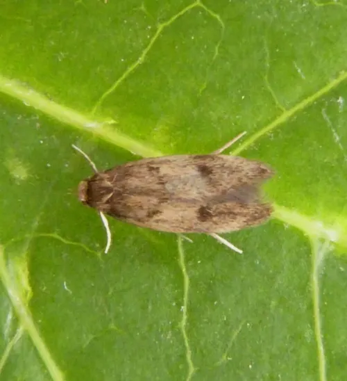 Borkhausenia fuscescens - photo 2