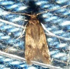 Borkhausenia fuscescens - photo 3