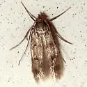 Borkhausenia nefrax - Hodges#1061