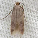 Borkhausenia nefrax - Hodges#1061 - photo 2