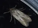 Borkhausenia nefrax - Hodges#1061 - photo 5