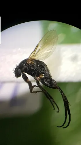 Borophaga incrassata