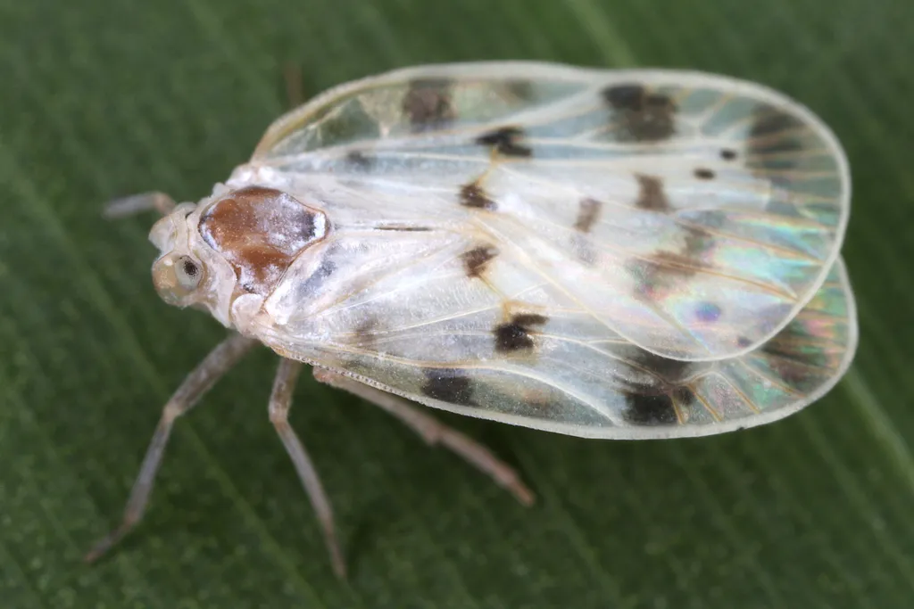 Borysthenid Planthoppers - photo 2