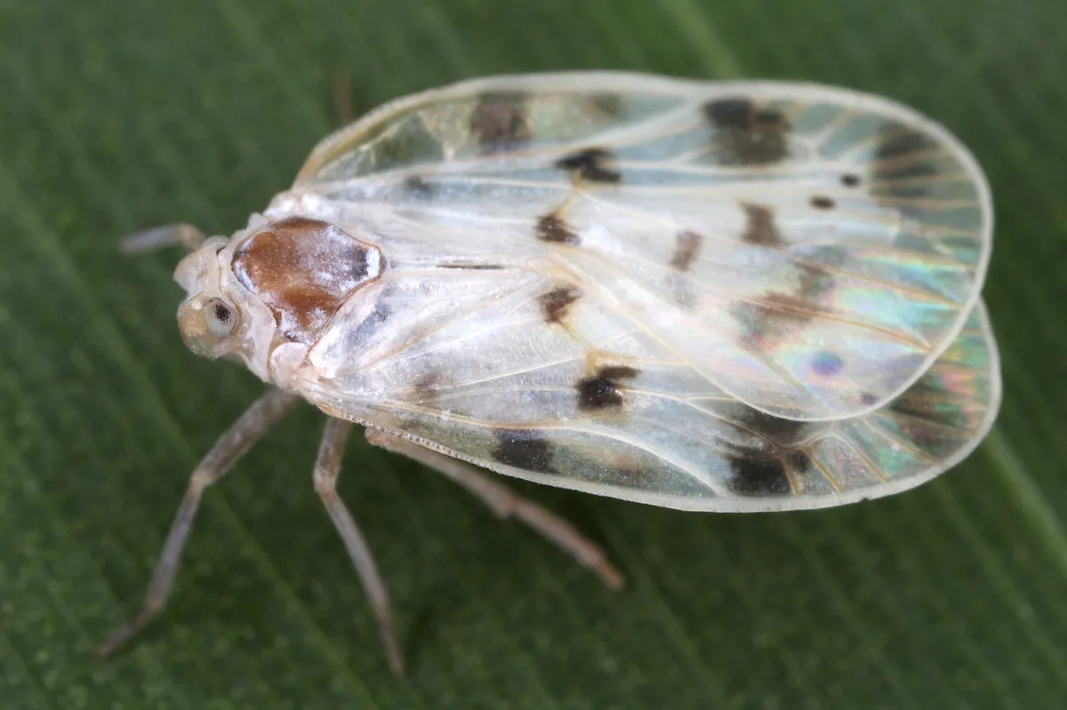 Borysthenid Planthoppers - photo 3