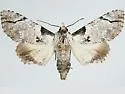 Boryzops purissima - Hodges#8643