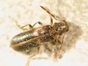 Boschella fasciata
