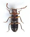 Boschella fasciata - photo 3
