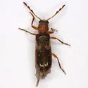 Boschella fasciata - photo 5