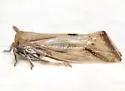 Bostaera balli