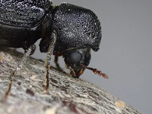 Horned Powder-post Beetles - photo 2