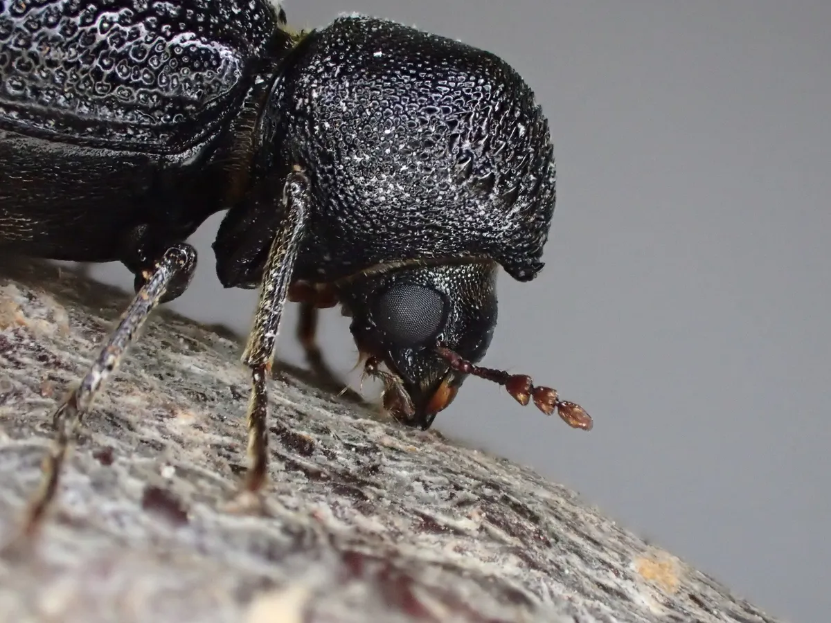 Horned Powder-post Beetles - photo 3