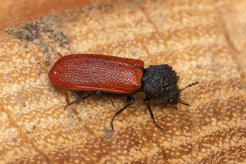 Capuchin Beetle - photo 2
