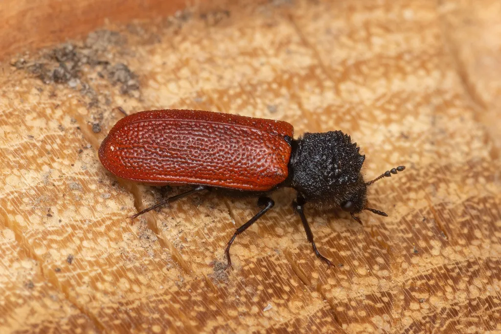 Capuchin Beetle - photo 3
