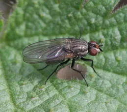 Botanophila fugax