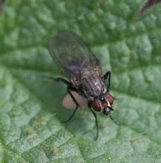 Botanophila fugax - photo 2