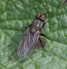 Botanophila fugax - photo 3