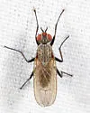 Botanophila latifrontalis