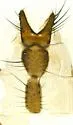 Botanophila latifrontalis - photo 2