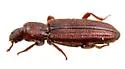 Bothrideres arizonicus