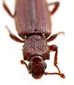 Bothrideres arizonicus - photo 3