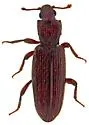 Bothrideres arizonicus - photo 4