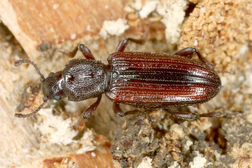 Bothrideres bipunctatus